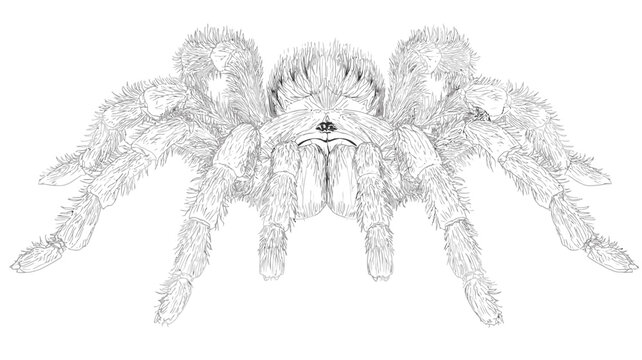 Detailed hand-drawn sketch of a hairy tarantula, a large predatory arachnid, front view, isolated on white background. Spider illustration.