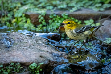 A male black-throated green warbler perched near a mountain stream