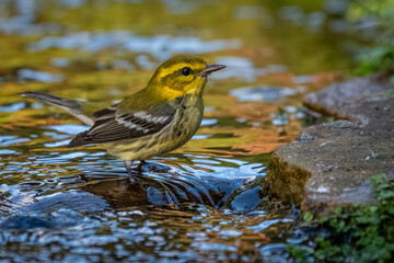 A male black-throated green warbler perched near a mountain stream