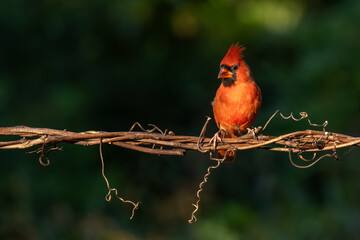 A male cardinal perched on a vine