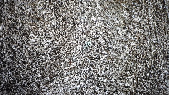 Old cracked concrete wall with rainwater droplets dripping down the surface, highlighting rough cement texture, weather stains, and natural decay in a damp monsoon environment with urban rustic feel