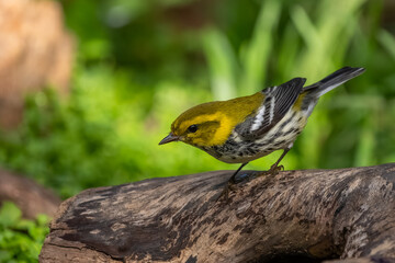 A male black-throated green warbler perched near a mountain stream