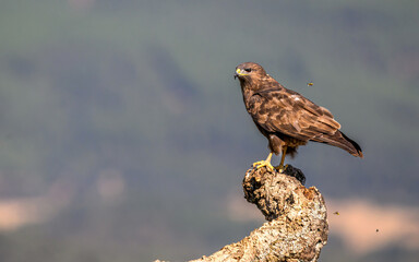 Buzzard on a stump in morning sunlight
