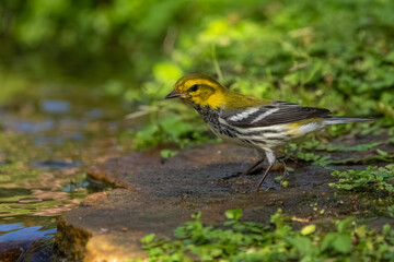 A male black-throated green warbler perched near a mountain stream