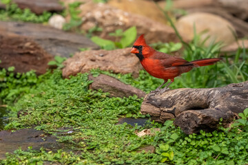 A male cardinal perched near a mountain stream