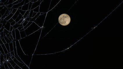 Spiderweb corner frame with delicate white threads on black background, subtle spiders and moonlight glow.