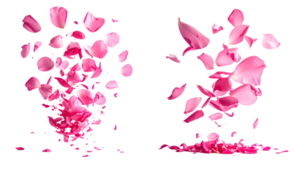 Flying Pink Petals Collection Isolated on Transparent Background