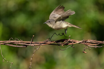 An Eastern phoebe taking off from its perch