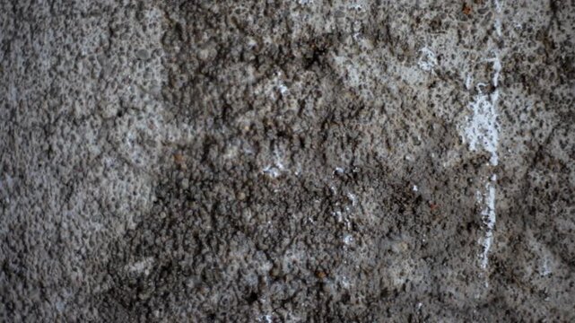 Old cracked concrete wall with rainwater droplets dripping down the surface, highlighting rough cement texture, weather stains, and natural decay in a damp monsoon environment with urban rustic feel
