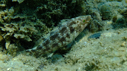 Grey wrasse (Symphodus cinereus) undersea, Aegean Sea, Greece, Halkidiki, Pirgos beach
