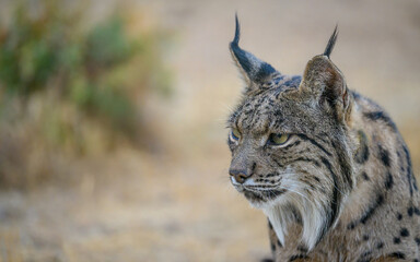 Female Iberian lynx portrait