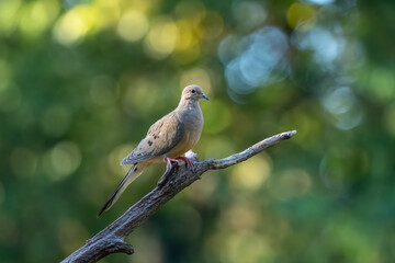 A mourning dove perched on a branch