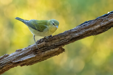 A Tennessee warbler perched on a tree branch