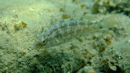 Grey wrasse (Symphodus cinereus) undersea, Aegean Sea, Greece, Halkidiki, Pirgos beach
