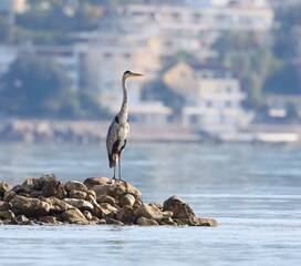 Gray Heron on stone, Ardea cinerea, birds of Montenegro