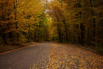 Fototapeta premium Autumn road in the forest. Autumn landscape with a road in the forest