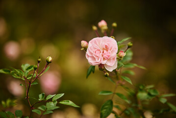 Obraz premium Beautiful pink roses on the background of the road in the park