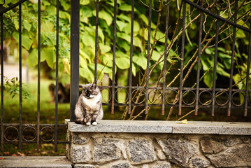 Funny cat walking in the garden. Selective focus.