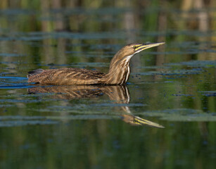 American Bittern Swimming in Marsh Wetland