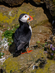 Atlantic Puffin Standing on Rocky Outcrop in Spring
