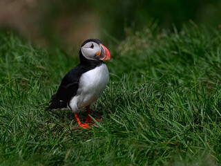 Atlantic Puffin  Standing on Green Grass