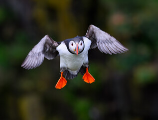 Atlantic Puffin in Flight with Colorful Beak