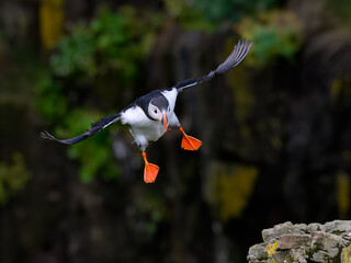 Fototapete bei efototapeten.de bestellen   