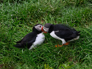Atlantic Puffins Displaying Affection on Lush Green Grass