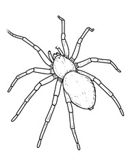 Detailed illustration of a spider with long legs and segmented body