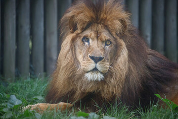 A portrait of a male African Lion 