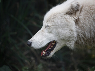An Arctic wolf in profile
