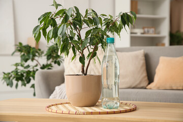 Houseplant and bottle of water on table in room, closeup