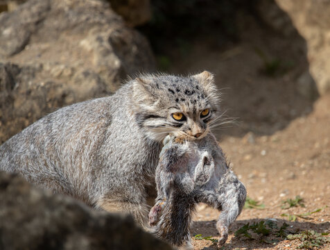 A Pallas Cat carrying it's prey in it's mouth.