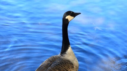 Obraz premium Canada goose（カナダ雁）