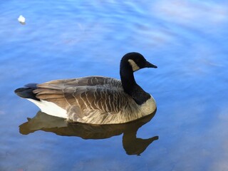 Canada goose（カナダ雁）