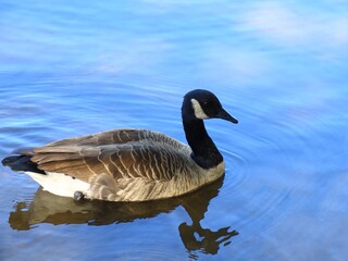 Canada goose（カナダ雁）