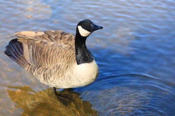 Canada goose（カナダ雁）