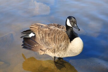 Canada goose（カナダ雁）