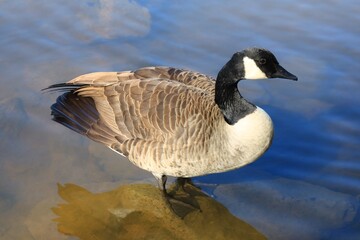 Close-Up of Canada Goose Standing on Riverside Rocks