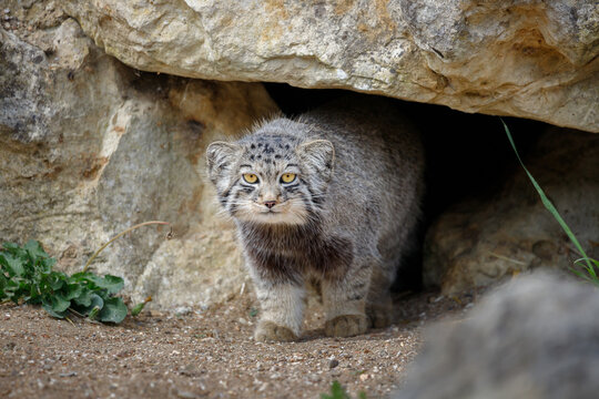 A Pallas Cat emerging from it's rock den, looking directly ahead.