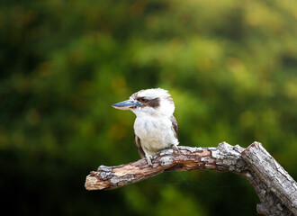 A Laughing Kookaburra sitting a branch.