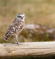 A Burrowing Owl on a wood post.