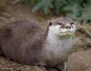 A portrait of a nAsian small-clawed otter
