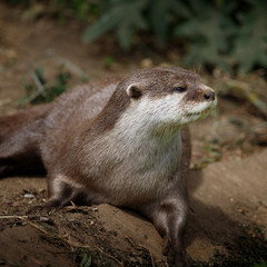 An Asian small-clawed otter in profile.
