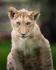 Fototapeta premium A lion cub climbing on a tree stump looking straight ahead.