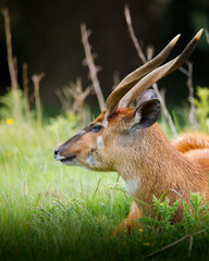 A male Sitatunga sitting among the grass