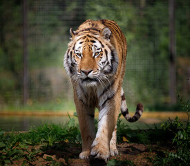 A male Siberian Tiger walking forward looking directly at the camera.