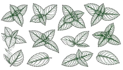 Detailed monochrome illustration of various leafy green botanical sprigs