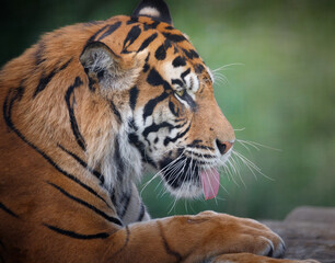 A male Siberian Tiger in profile with it's tongue out.
