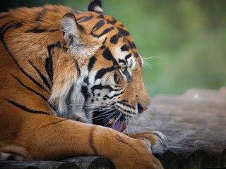A male Siberian Tiger in profile with it's tongue out.